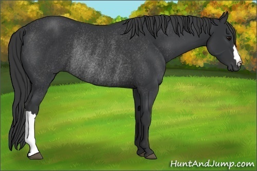 Horse Color:Black Rabicano 