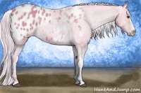 Horse Color:Watercolor Palomino Appaloosa 
