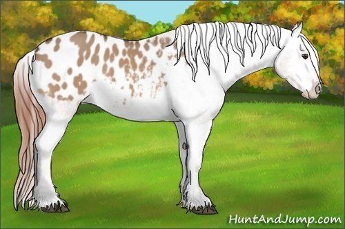 Horse Color:Bay Dun Appaloosa Rabicano 