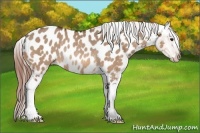 Horse Color:Bay Dun Appaloosa Rabicano 