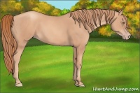 Horse Color:Gold Champagne