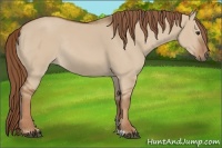 Horse Color:Red Dun Rabicano 