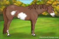 Horse Color:Chestnut Sabino Frame 