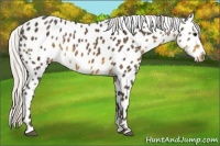 Horse Color:Silver Smoky Black Appaloosa 