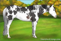 Horse Color:White Spotted Brown Splash Rabicano 