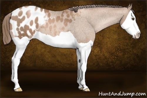 Horse Color: Liver Chestnut Pearl Splash Blanket 