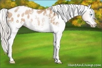 Horse Color:White Spotted Silver Buckskin Pearl Appaloosa