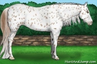 Horse Color:Liver Chestnut Pearl Appaloosa 