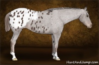 Horse Color:Liver Chestnut Appaloosa 
