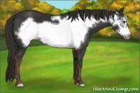 Horse Color:Liver Chestnut Frame 