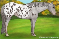 Horse Color:Liver Chestnut Appaloosa 