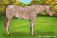 Horse Color:Chestnut Ice 