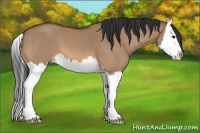 Horse Color:Bay Dun Splash 
