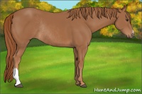Horse Color:Chestnut Rabicano 
