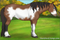 Horse Color:Bay Frame 