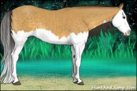 Horse Color:Buckskin Splash 