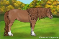 Horse Color:Chestnut Sabino 