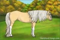 Horse Color:Palomino Rabicano
