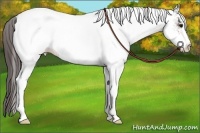 Horse Color:White Spotted Bay Appaloosa Rabicano 