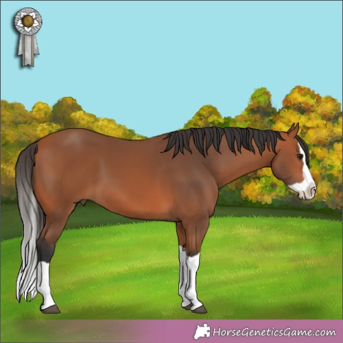 Horse Color: Bay Splash 