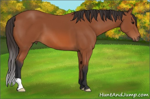 Horse Color: Bay 