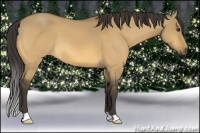 Horse Color:Buckskin Dun 