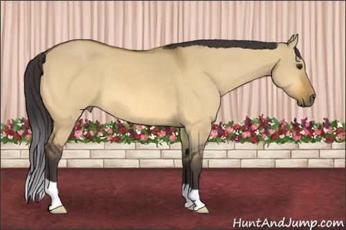 Horse Color: Buckskin Dun 