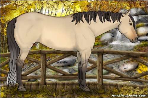 Horse Color: Buckskin Roan Dun 