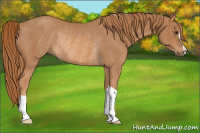 Horse Color:Chestnut Rabicano
