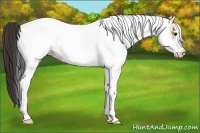 Horse Color:White Spotted Bay Rabicano 
