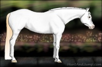 Horse Color:Buckskin Dun Blanket Rabicano 