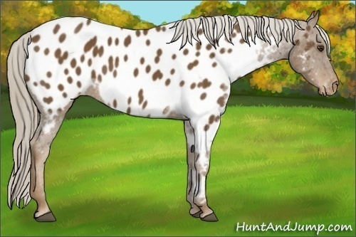 Horse Color: Chocolate Palomino Blanket 