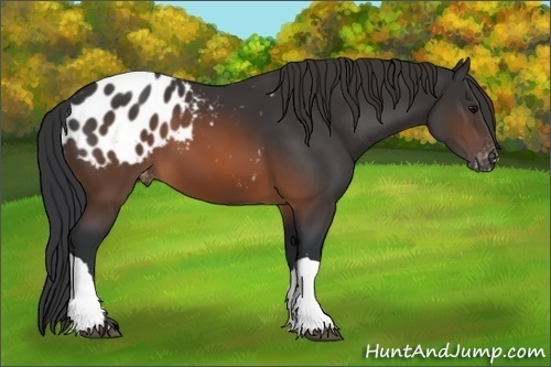 Horse Color: Brown Blanket 