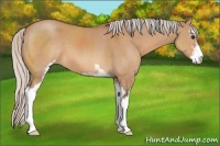 Horse Color:Silver Bay Dun Sabino 