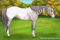 Horse Color:Bay Roan Splash Appaloosa