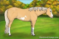 Horse Color:Palomino Splash Frame 