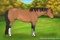 Horse Color:Bay Roan 