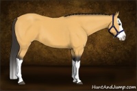 Horse Color:Buckskin Splash 