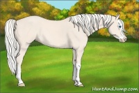 Horse Color:Cremello Splash 