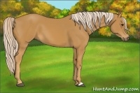 Horse Color:Palomino 