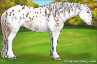 Horse Color:Bay Splash Appaloosa 