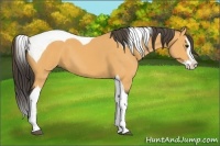 Horse Color:Buckskin Splash Tobiano 