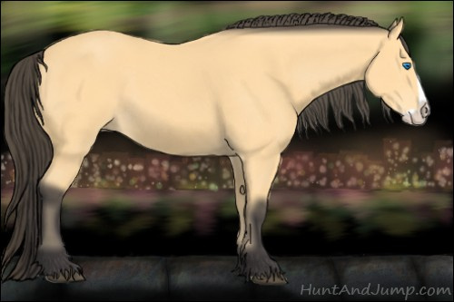 Horse Color: Buckskin Splash 