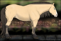 Horse Color:Buckskin Splash 
