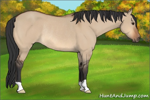 Horse Color: Bay Dun Rabicano 