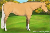 Horse Color:Silver Buckskin 