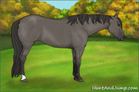 Horse Color:Smoky Grullo 