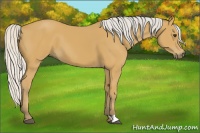 Horse Color:Silver Buckskin 