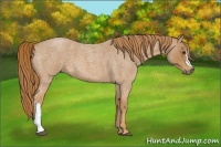 Horse Color:Red Roan 