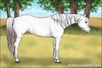 Horse Color:Bay Near Fewspot 
